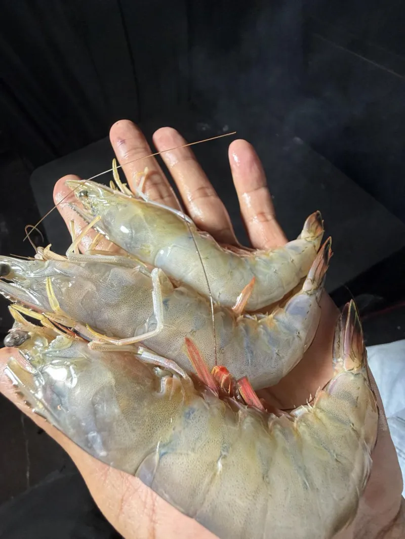 Shrimp — U/12 Count, Head-On Extra Jumbo