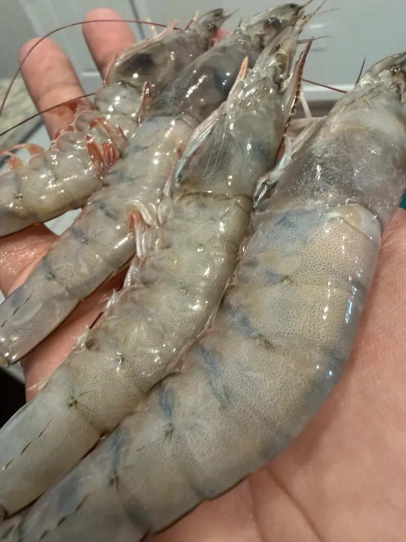 Shrimp — 26/30 Count, Medium-Large