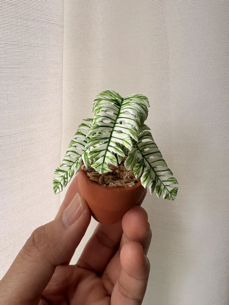 Monstera Devil Monster