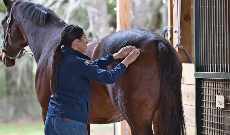 Equine Massage Certification Program