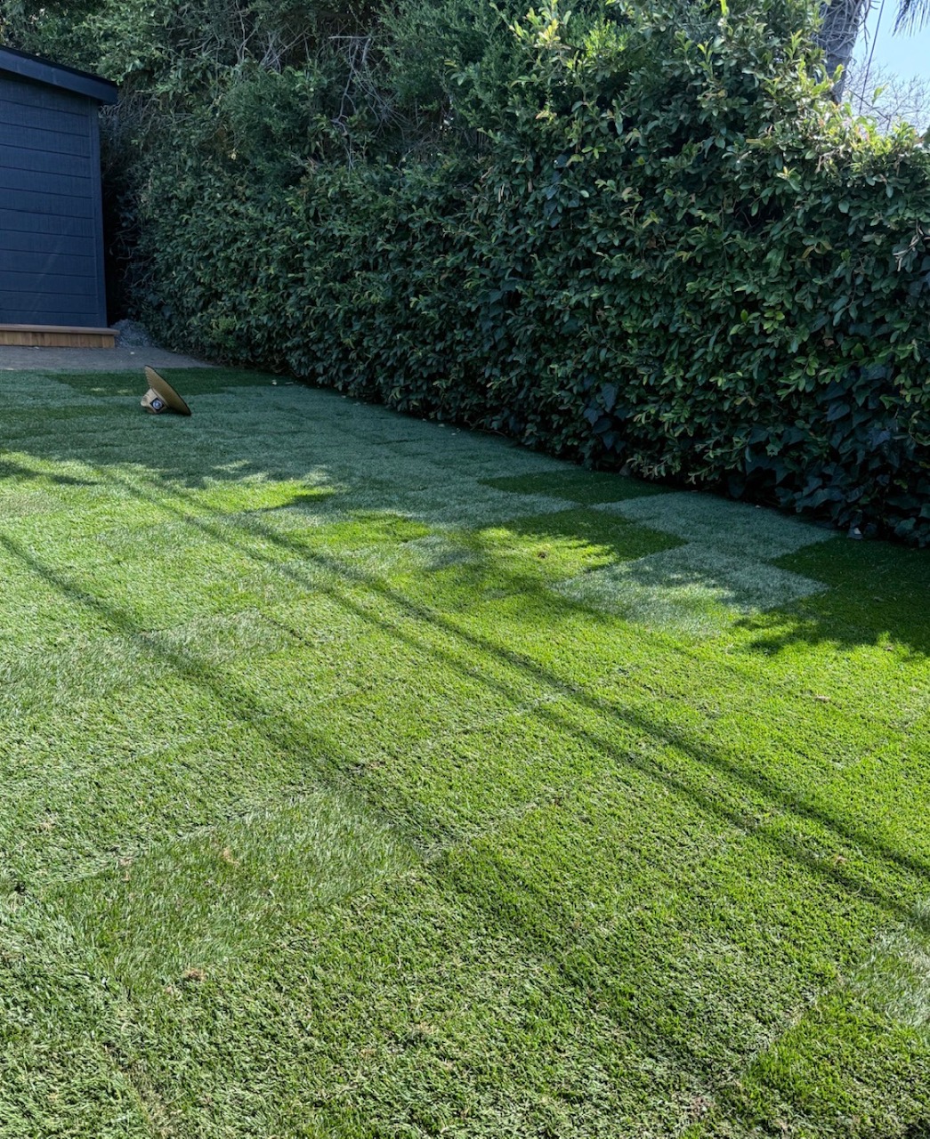 Fescue (500 sq ft)