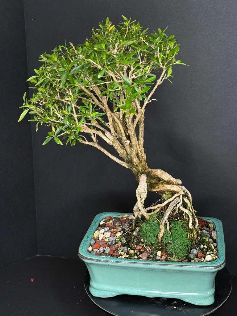 Serissa Bonsai (Snow Rose) – Exposed Root | Flowering Bonsai | YingXing Pot