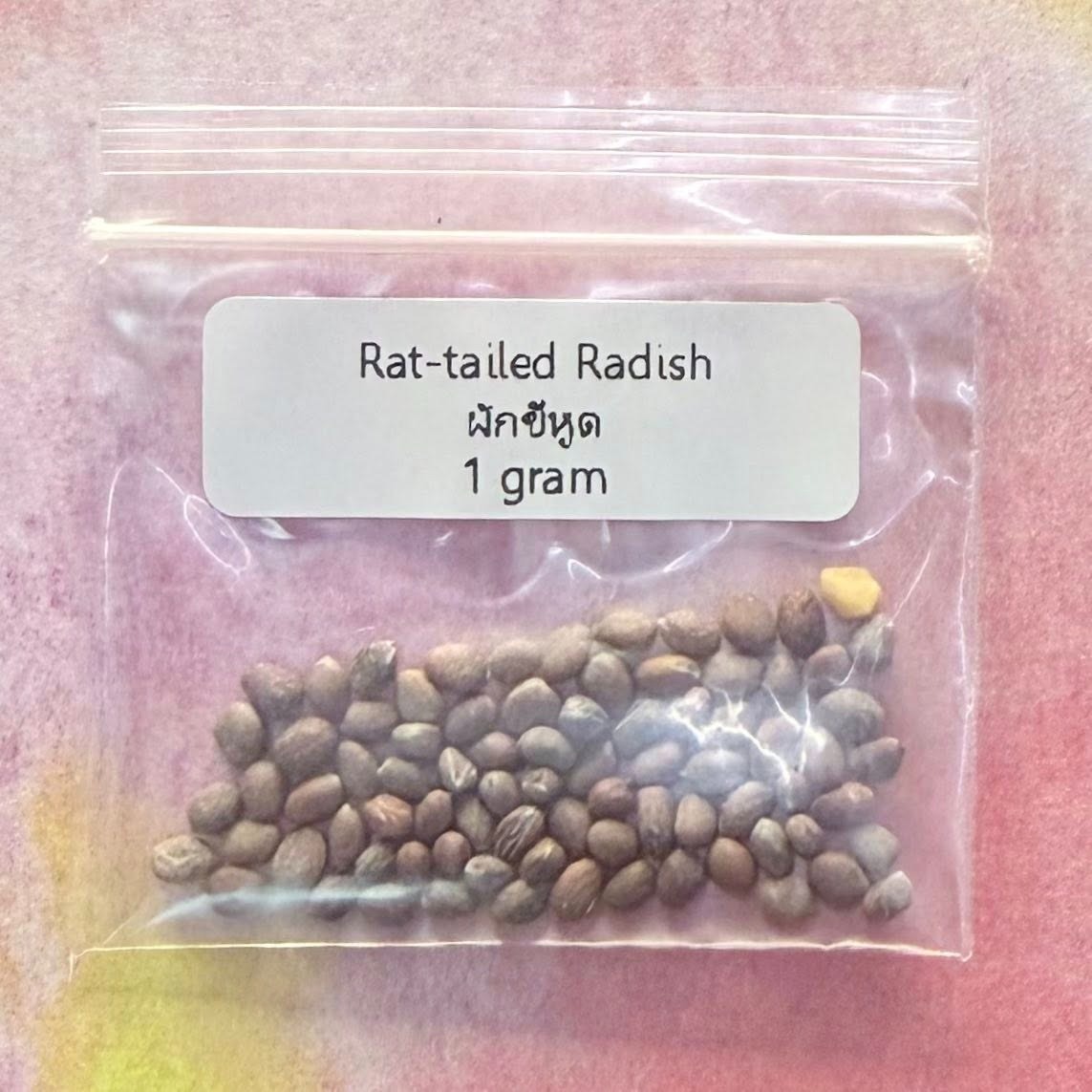 Rat-tailed Radish / ผักขี้หูด