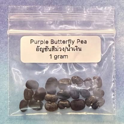 Purple Butterfly Pea / อัญชันสีม่วง