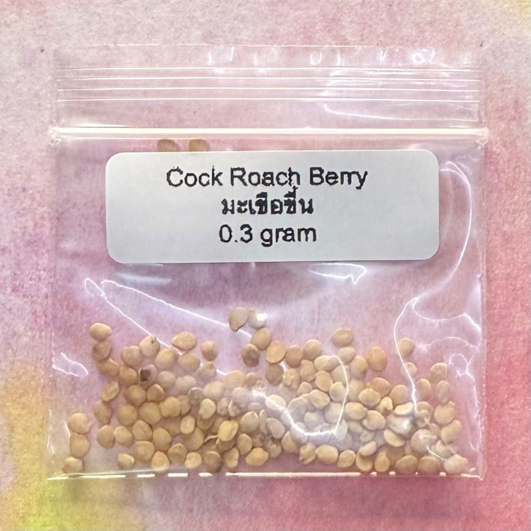 Cock Roach Berry / มะเขือขื่น