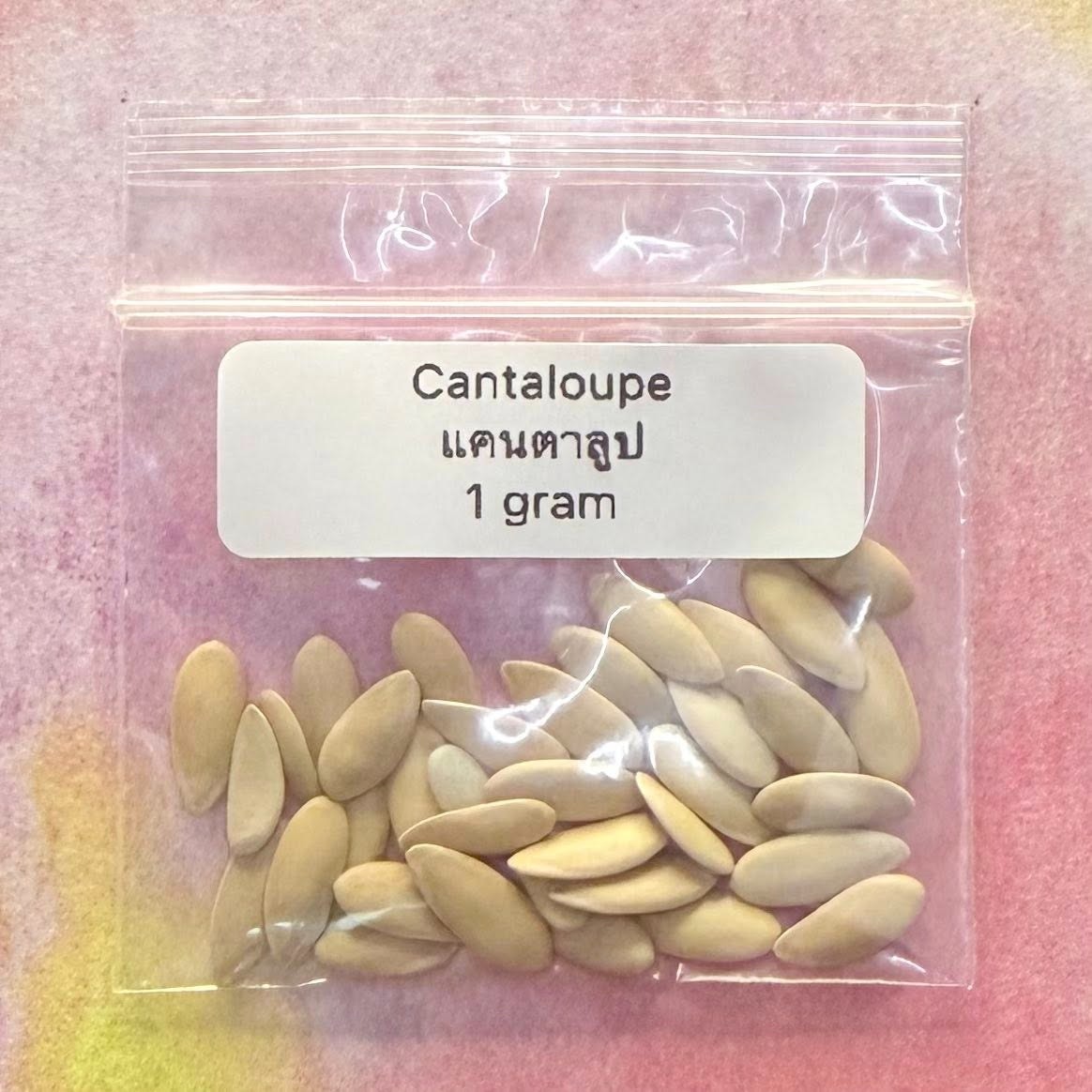 Cantaloupe / แคนตาลูป