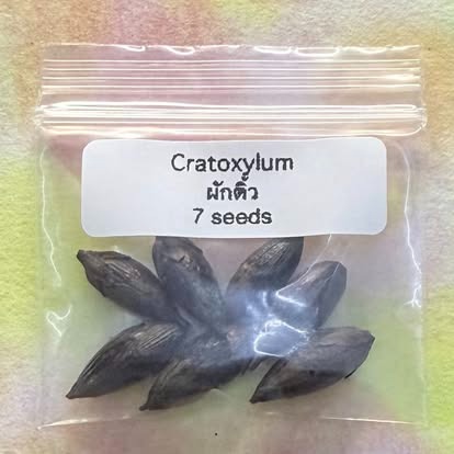 Cratoxylum / ผักติ้ว