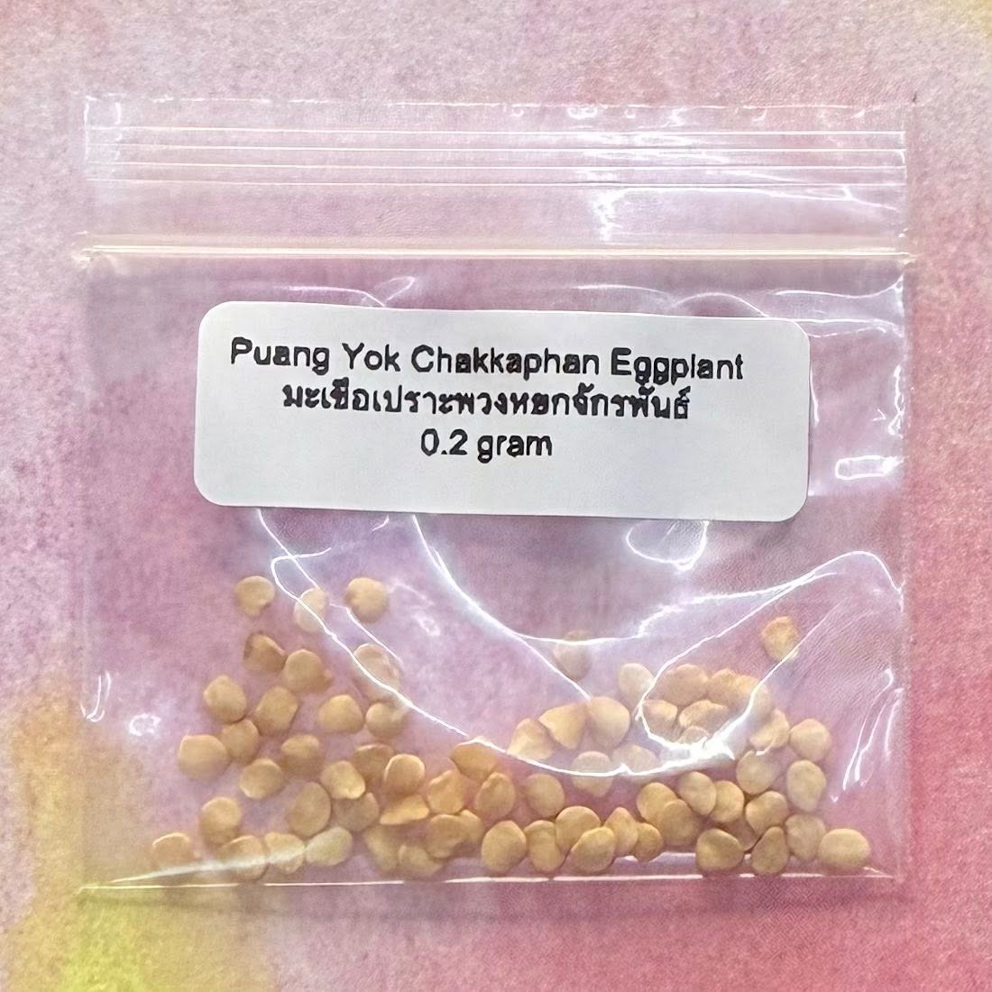 Puang Yok Chakapan Eggplant / มะเขือเปราะพวงพยกจักรพัน