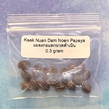 Kaek Nuan Dam Noen Papaya / มะละกอแขกนวลดำเนิน