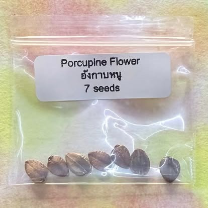 Porcupine Flower / อังกาบหนู