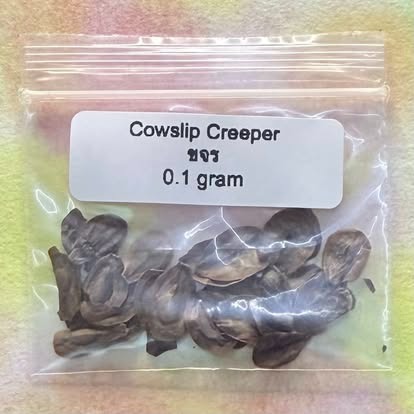 Cowslip Creeper / ขจร