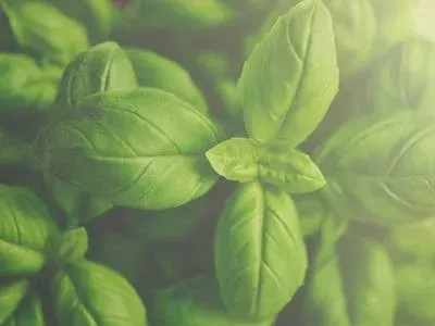 Herbs / สมุนไพร
