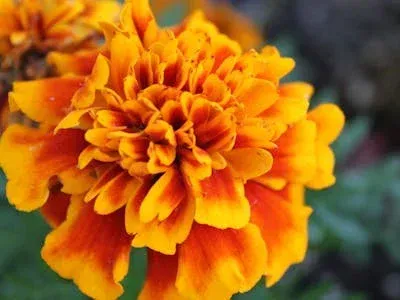 Flowers & Ornamentals / ดอกไม้และไม้ประดับ