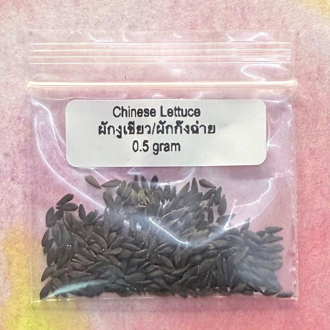 Chinese Lettuce / ผักงูเขียว-ผักก๊งฉ่าย