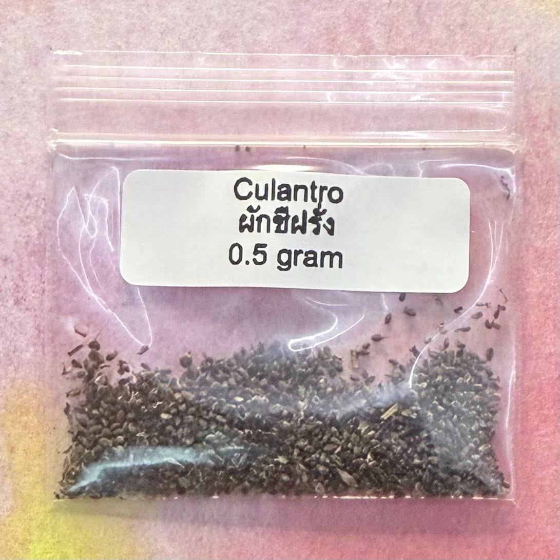 Culantro / ผักชีฝรั่ง
