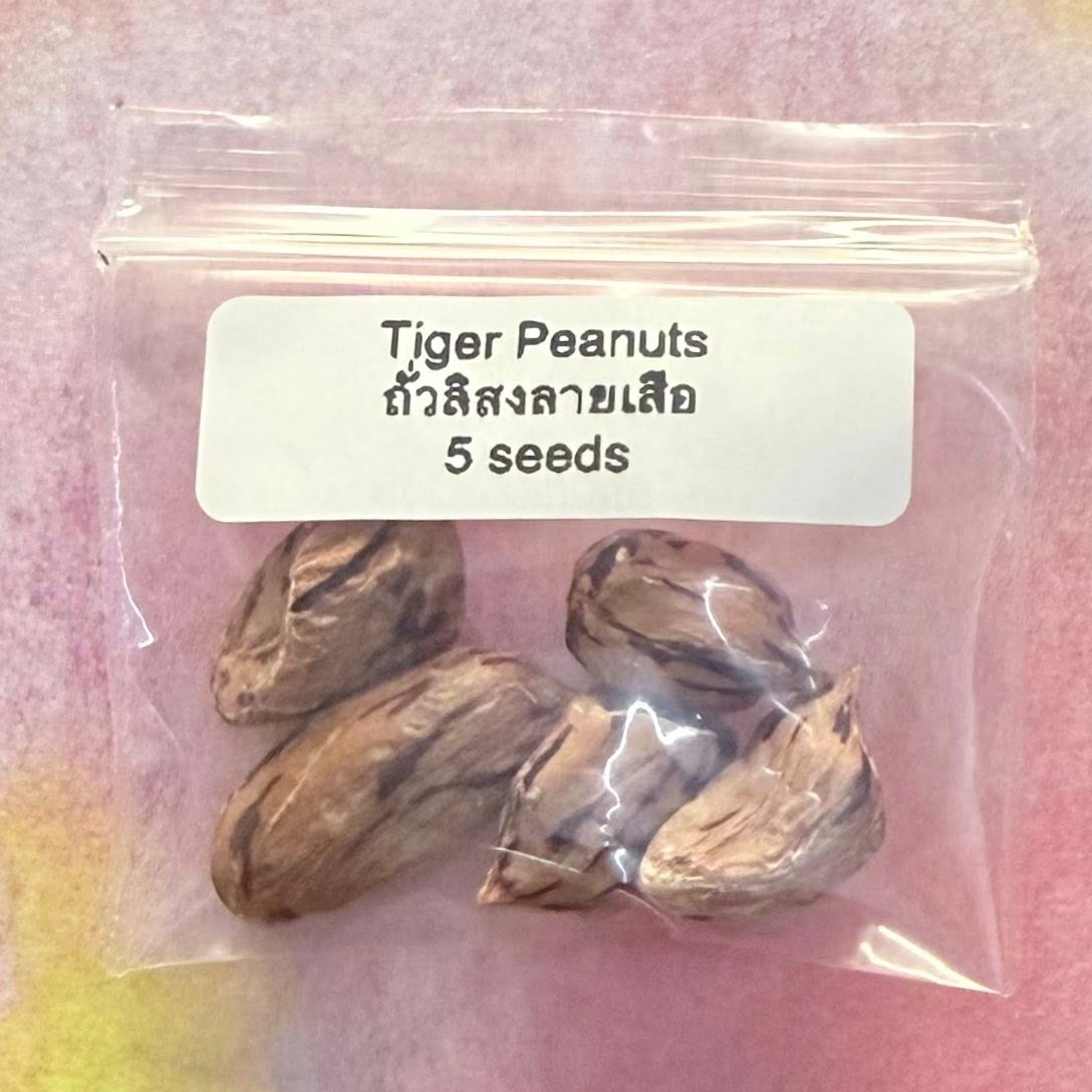 Tiger Bush Bean / ถั่วพุ่มลายพราน