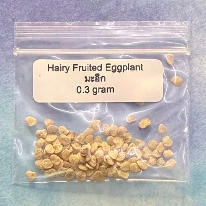 Hairy Fruited Eggplant / มะอึก