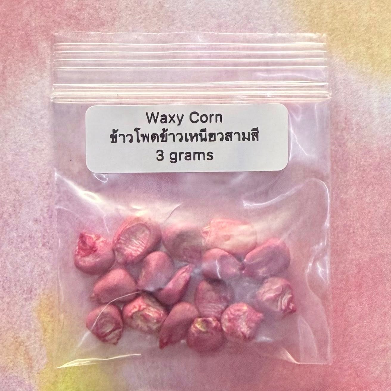 Thai Waxy Corn (Tricolor) / ข้าวโพดข้าวเหนียวสามสี