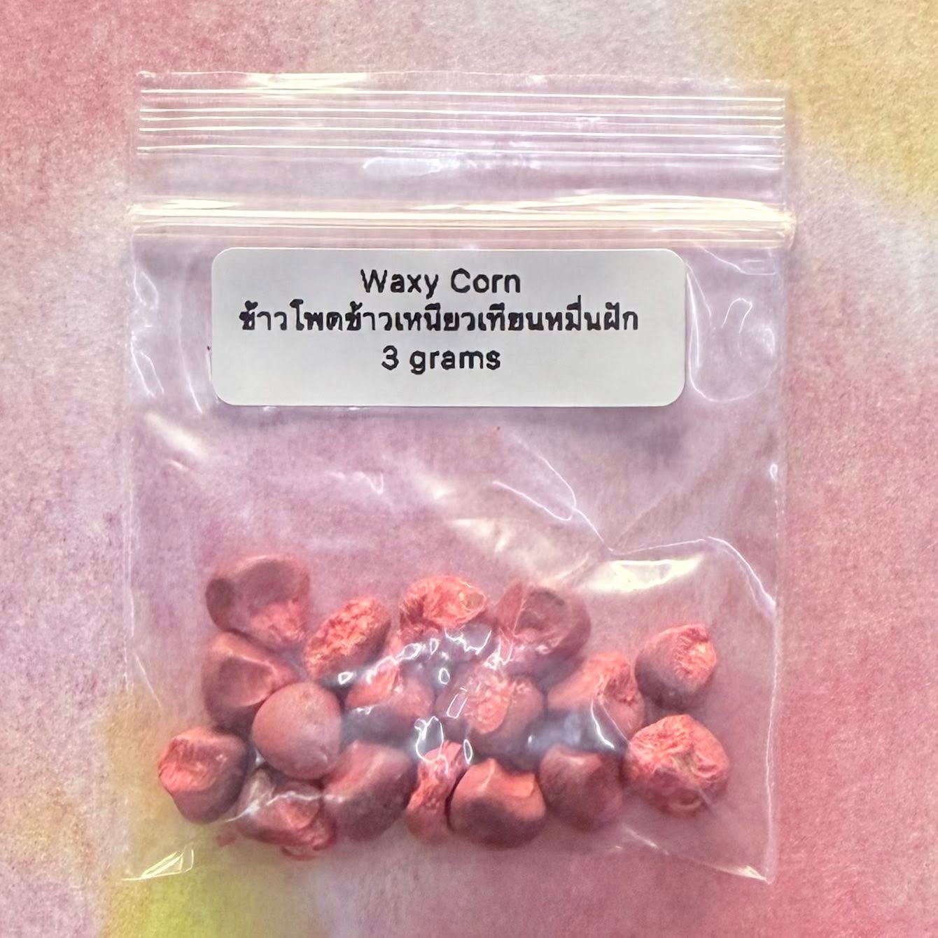 Thai Waxy Corn / ข้าวโพดเทียนหมื่นฝัก
