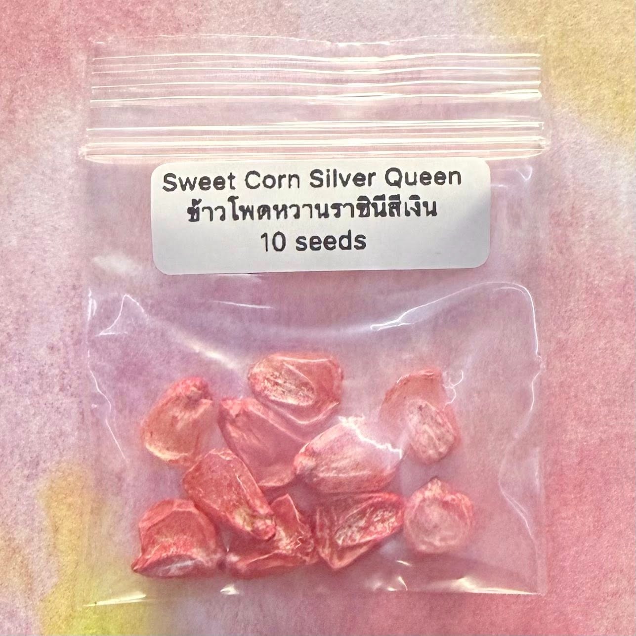 Sweet Corn Silver Queen / ข้าวโพดหวานราชินีสีเงิน