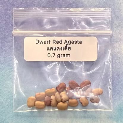 Dwarf Red Agasta / แคแดงเตี้ย