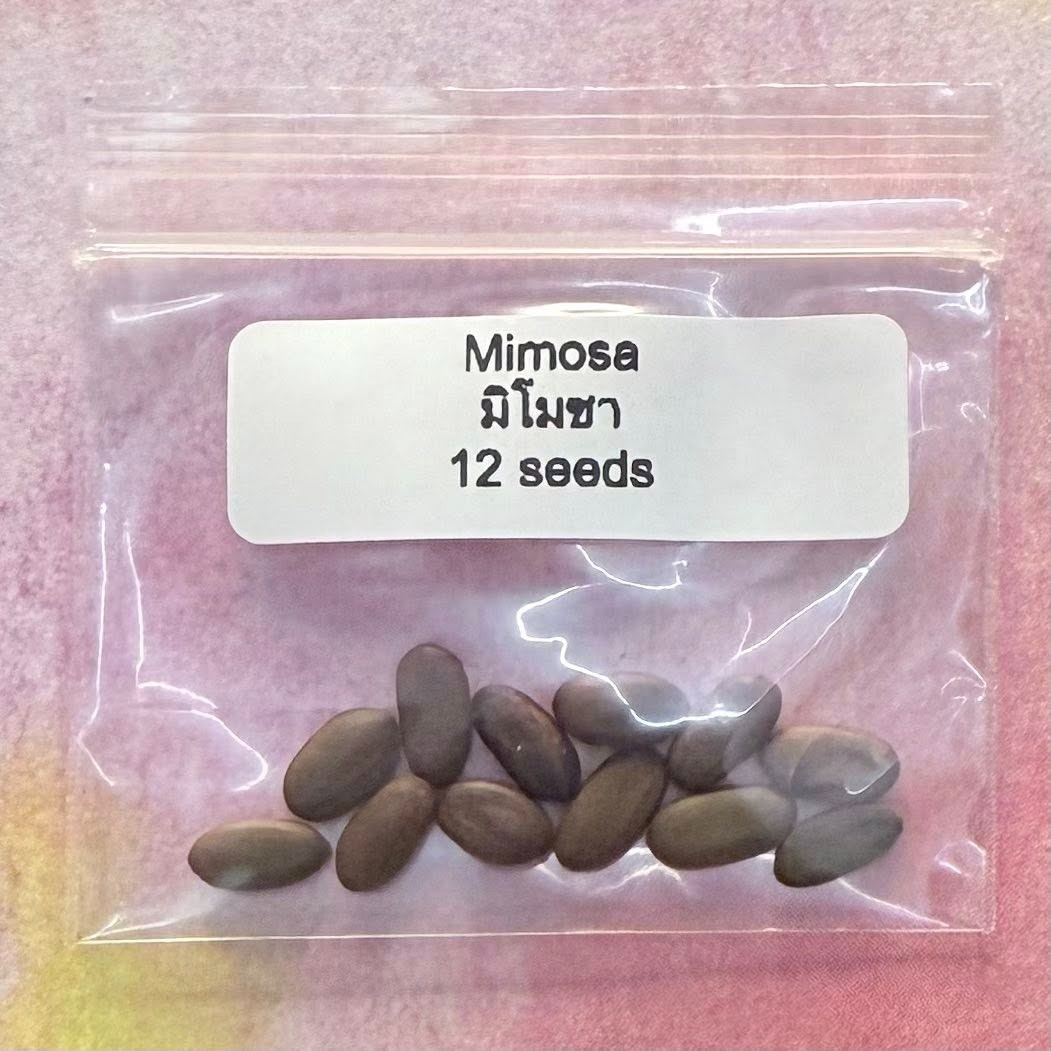 Mimosa / มิโมซ่า