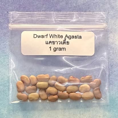 Dwarf White Agasta / แคขาวเตี้ย