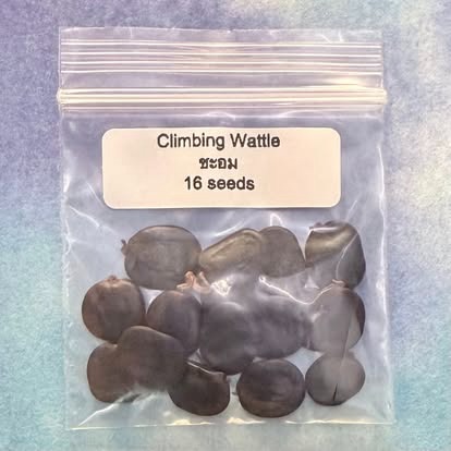 Climbing Wattle / ชะอม