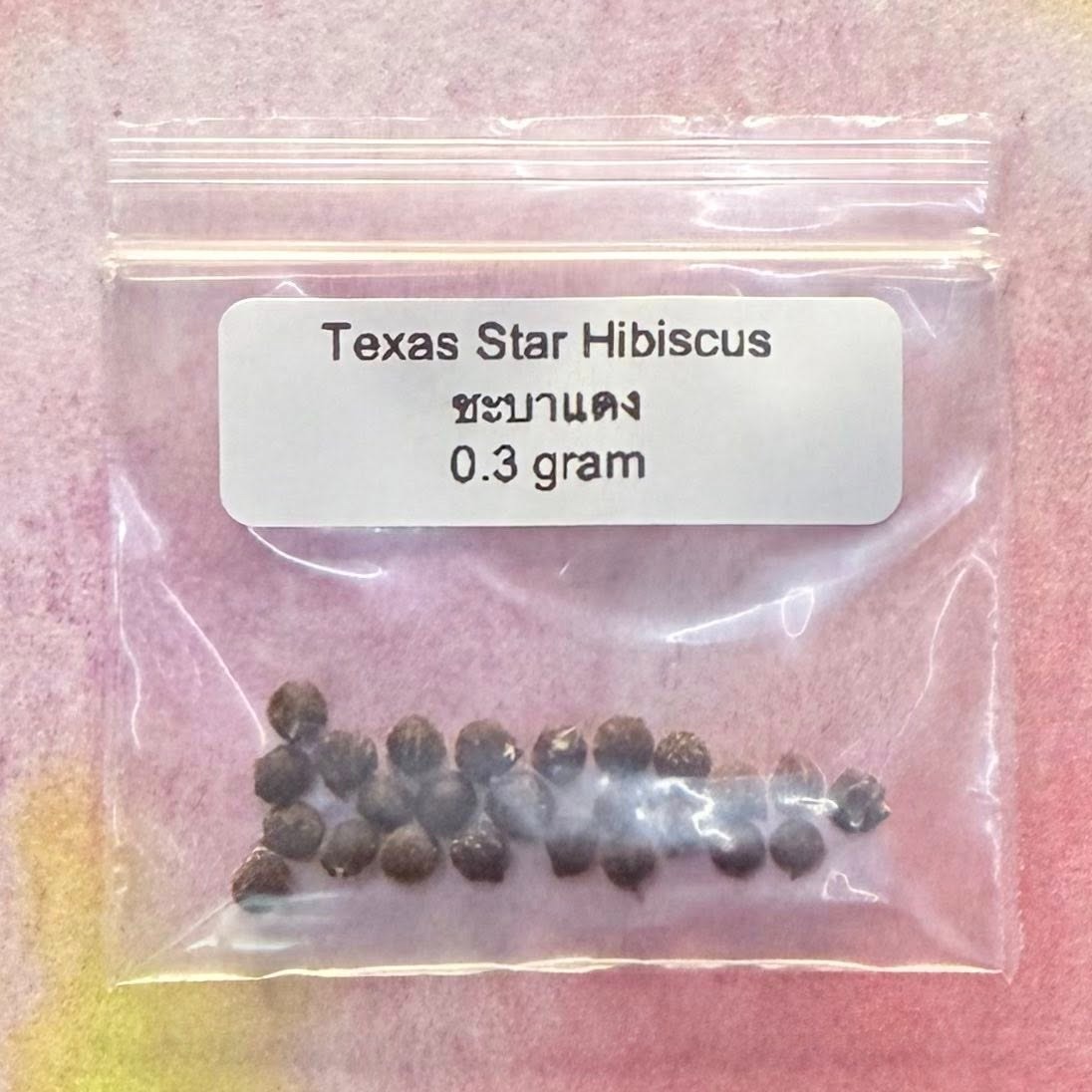 Texas Star Hibiscus / ชบาแดง