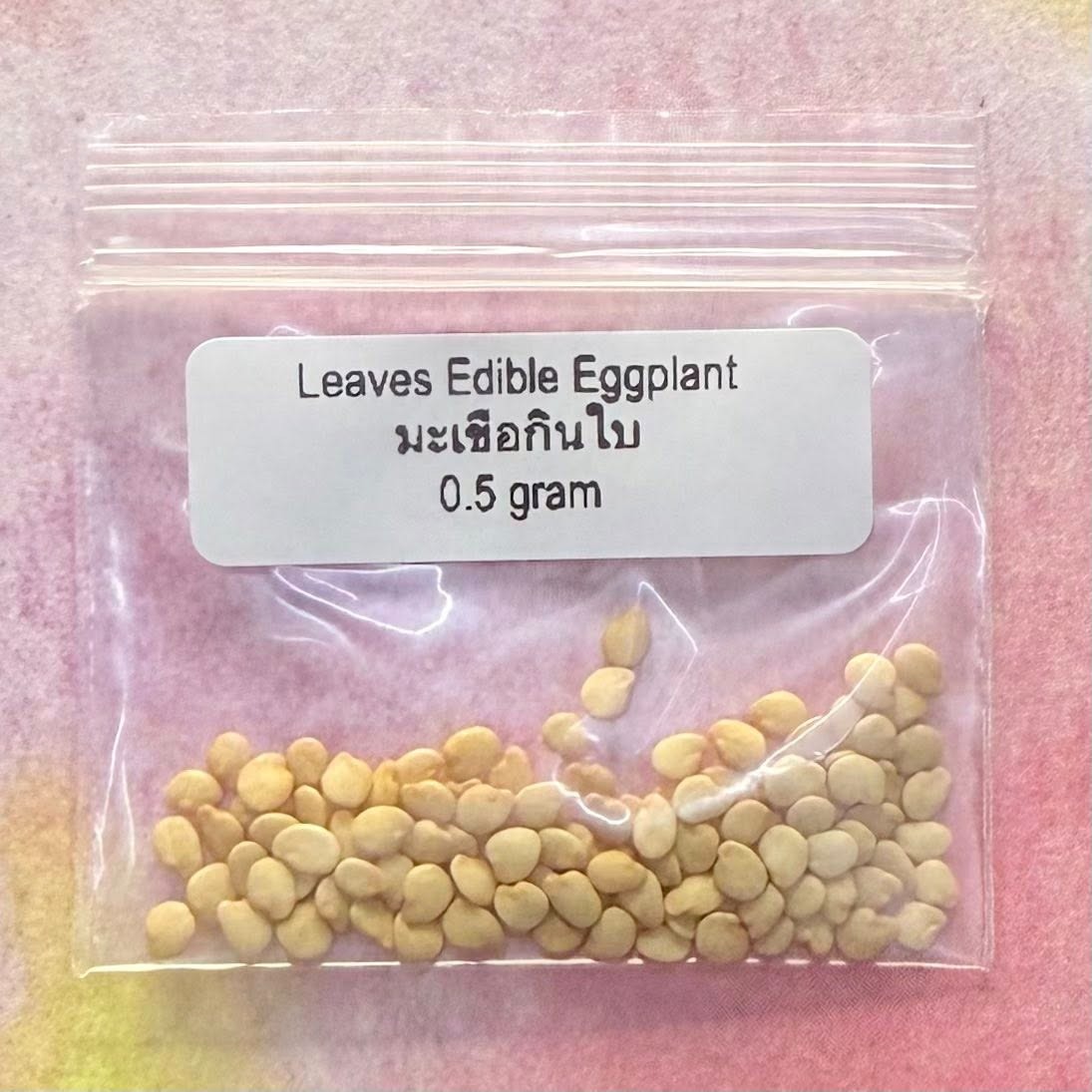 Leaves Edible Eggplant / มะเขือกินใบ
