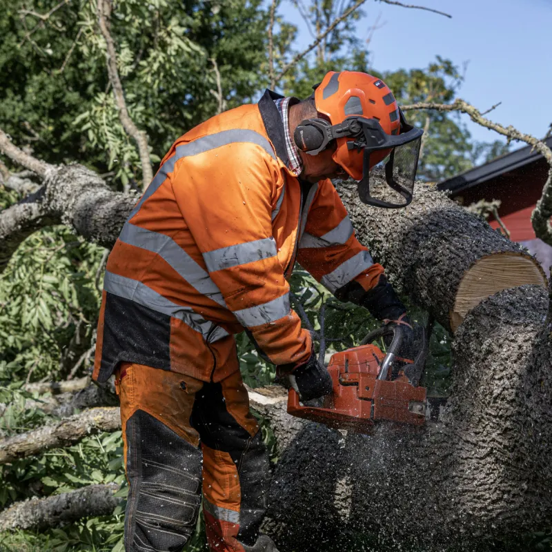 Crew member cutting a fallen tree with a chainsaw