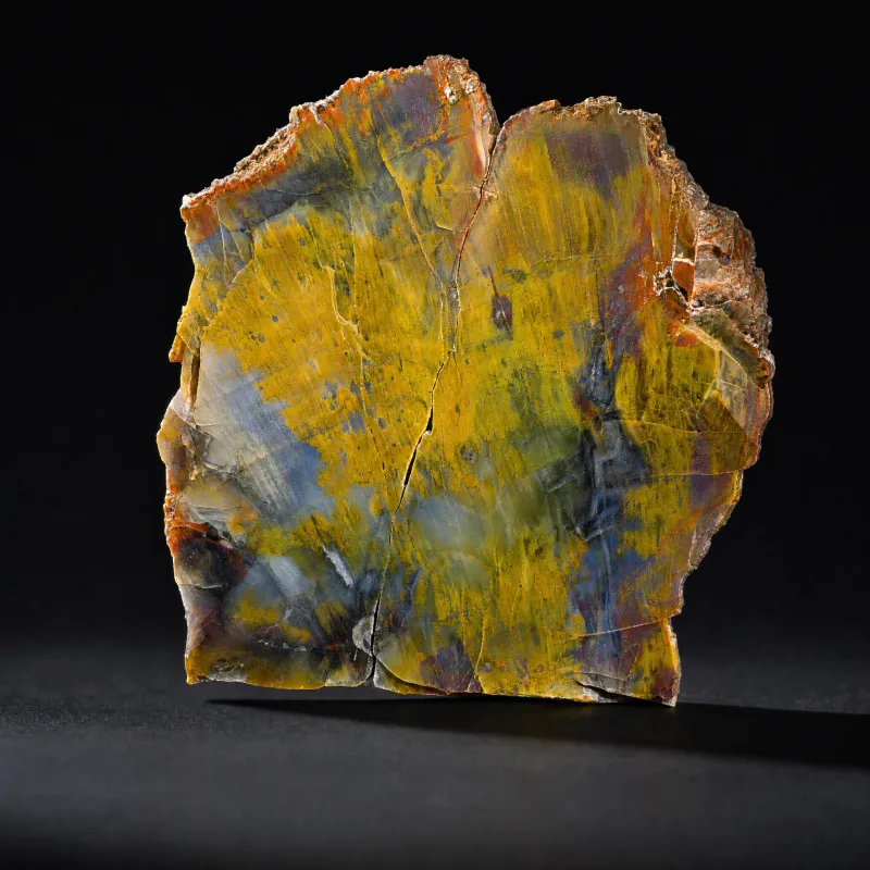 Rainbow Petrified Wood