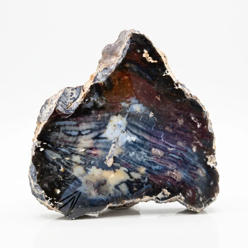 Hubbard Basin Petrified Wood Slab | Nevada | Polished + Natural Rind | E. Collection