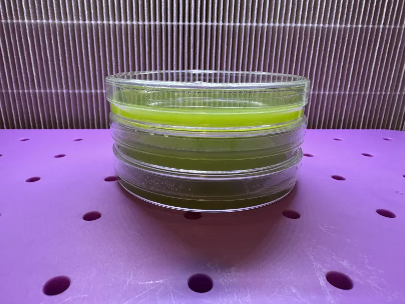 Agar Plates 10-Pack — Corn Potato Karo (Green)