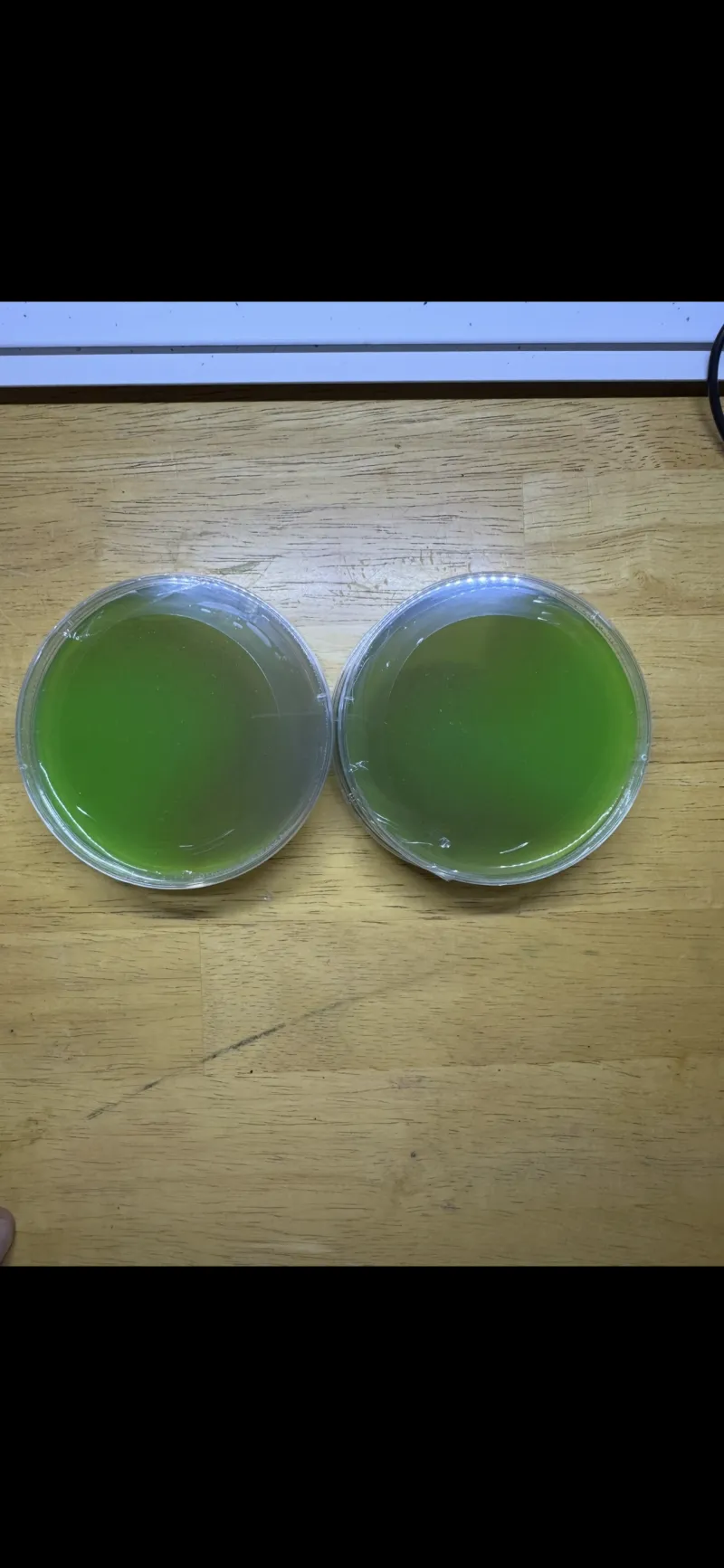 Green & Purple Agar Plate - 10 Pack