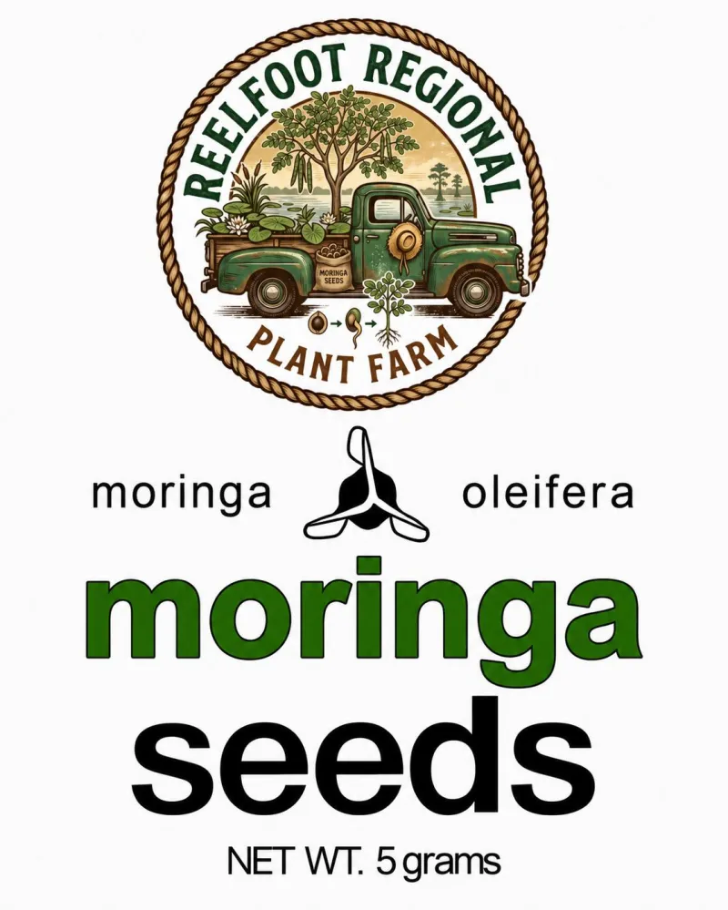 Moringa Seeds