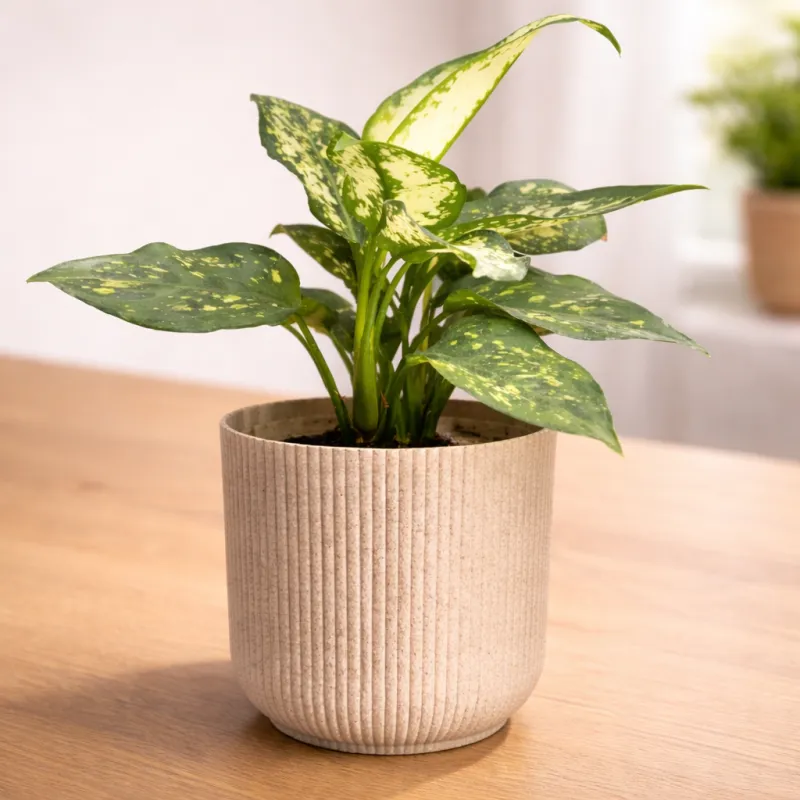 Snow White Aglaonema Plant with Ibiza Pot – Premium Indoor Decorative Plant