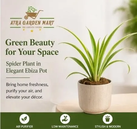 Plant Pot Combo
