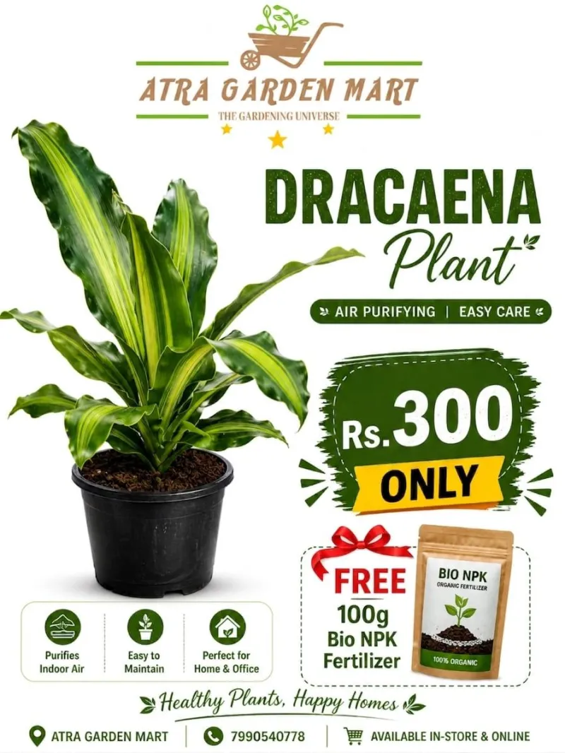 Elegant Dracaena Plant with a FREE 100g Bio NPK Organic Fertilizer