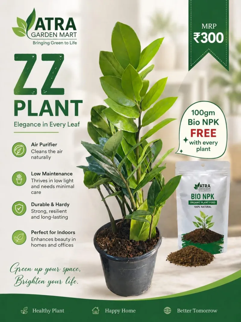 ZZ Plant – Low Maintenance Air Purifying Indoor Plant with Free Bio NPK