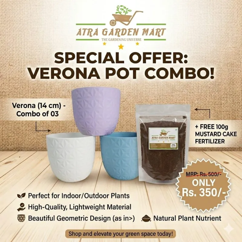 Verona Pot (14cm) (Pack of 03)