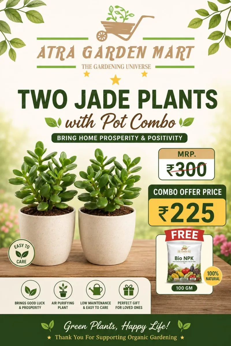 Two Jade Plants with Pot Combo + 100 Gm NPK