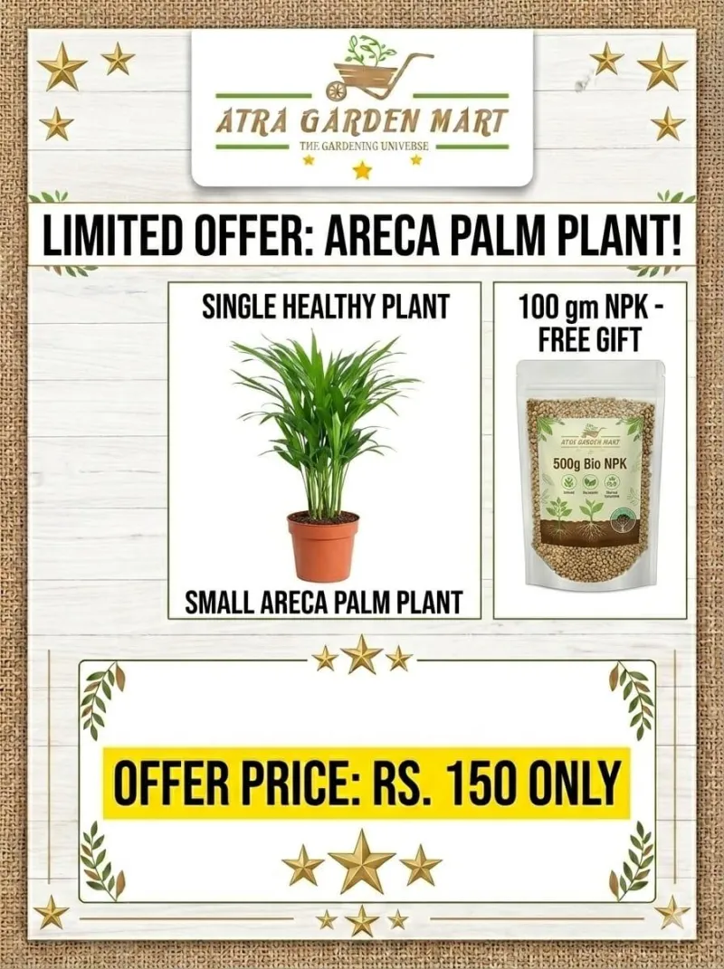 Areca Palm with FREE GIFT 100 gm NPK