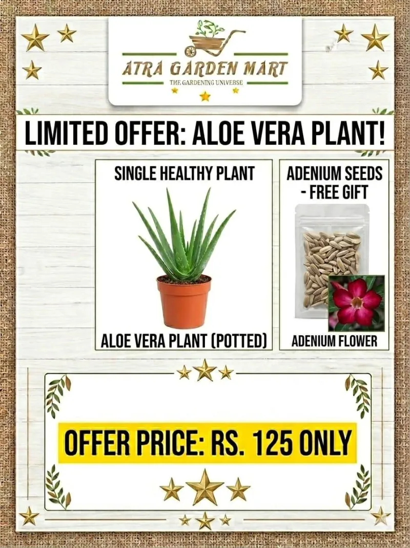 Aloe vera Plant with FREE GIFT Adenium seeds
