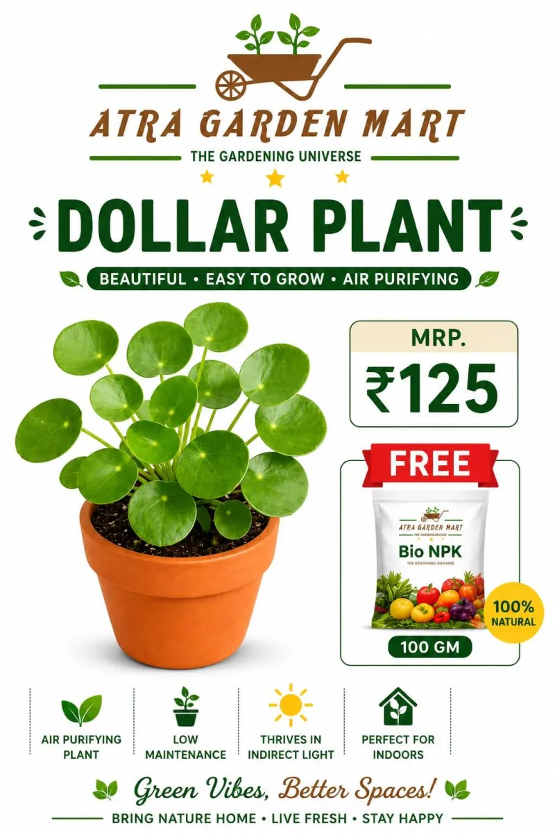 Dollar Plant with FREE GIFT 100g Bio NPK 