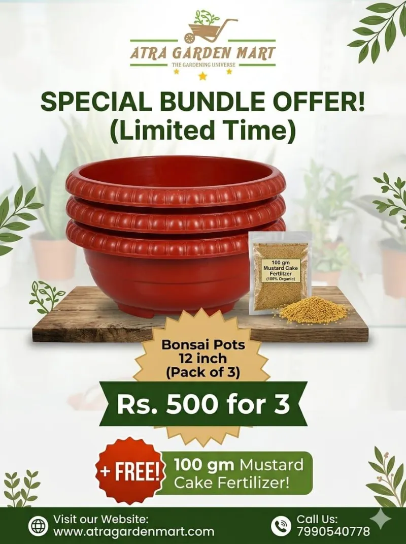 Premium 12-Inch Bonsai Pot Bundle with a FREE GIFT 100 gm Mustard Cake Fertilizer