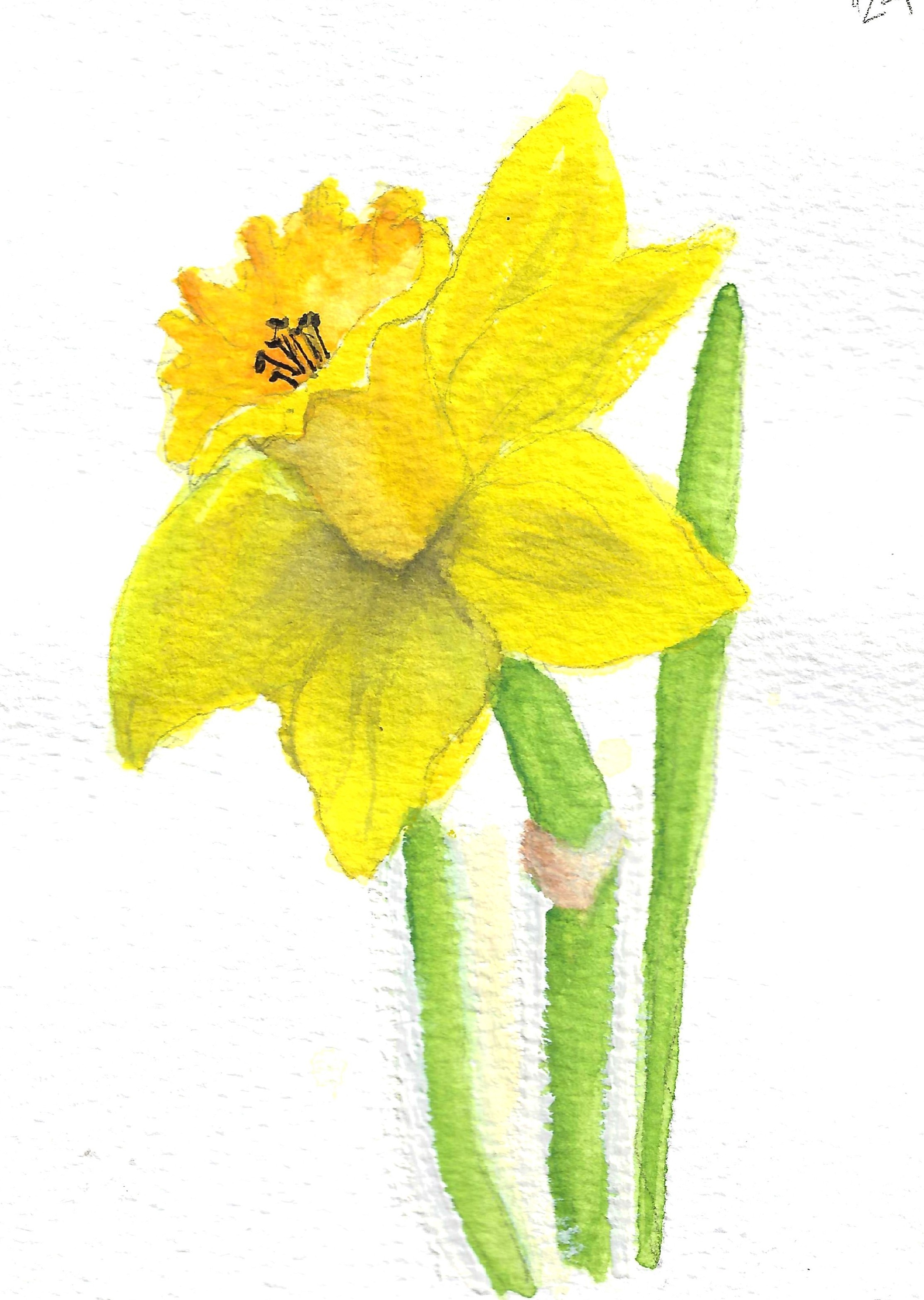 Daffodil  23a