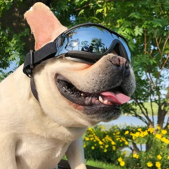 Dog Eyewear