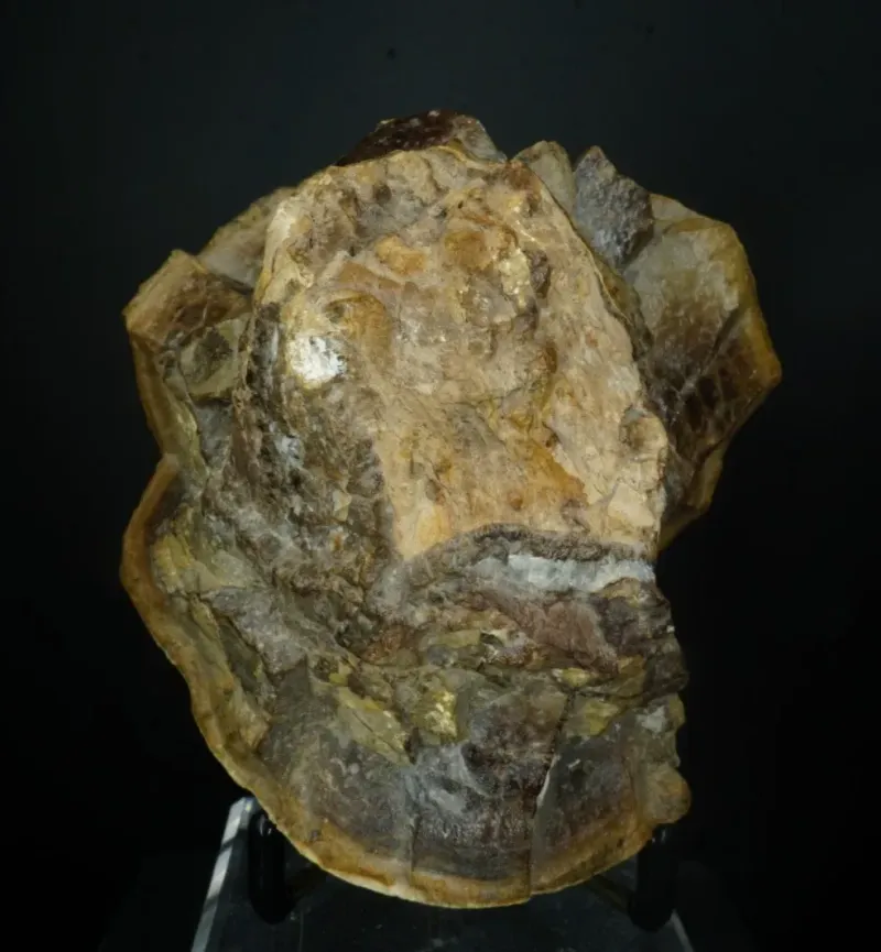 Fossils