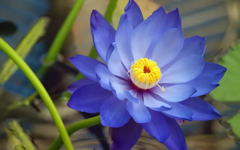 The Lotus'